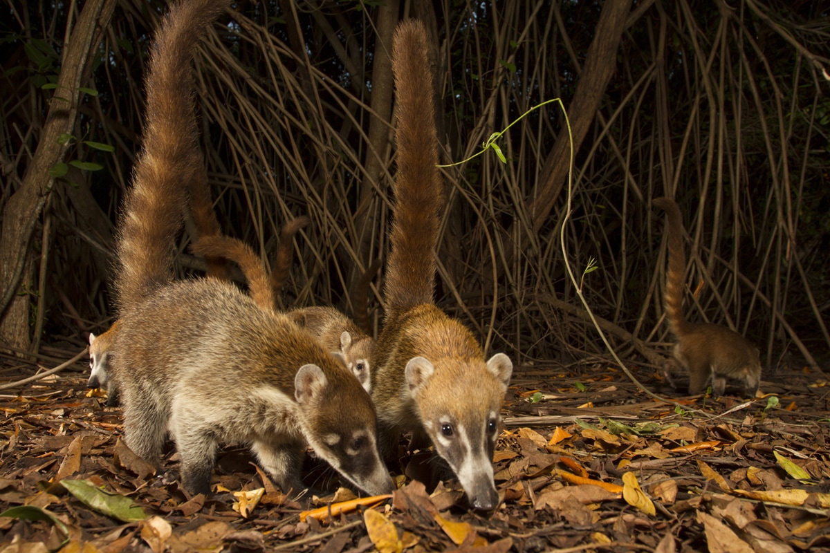 Hôtel Mexique à Playa del Carmen, club lookea sandos caracol nature resort choix flex