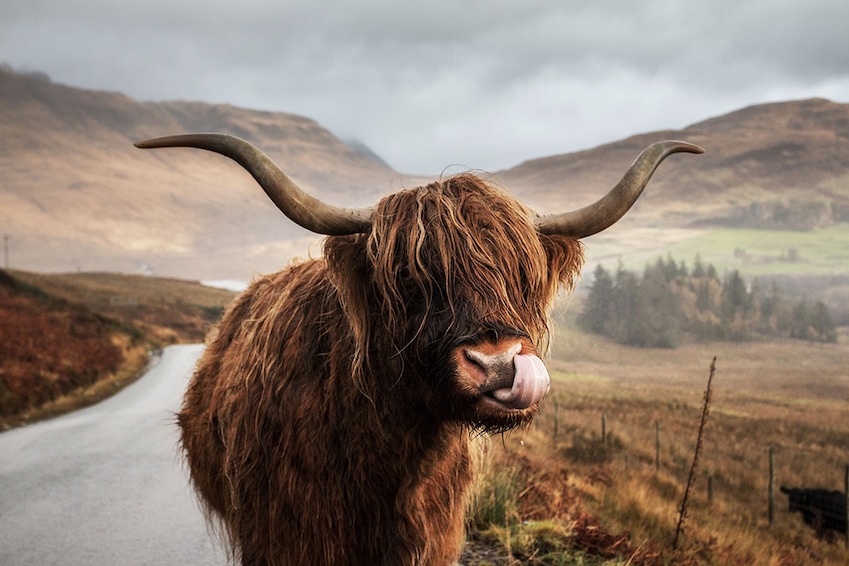 Road Trip Écosse Classique : Édimbourg, Loch Ness et Glasgow - TUI