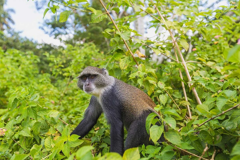 Escapade au parc de Saadani, entre savane et océan - pack adulte