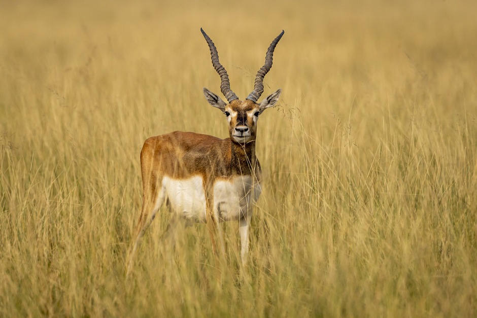 Escapade au parc de Saadani - pack enfant