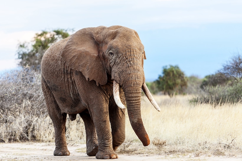 Escapade au parc de Saadani, entre savane et océan - pack enfant