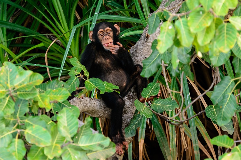 Escapade au parc de Saadani, entre savane et océan - pack adulte en chambre individuelle