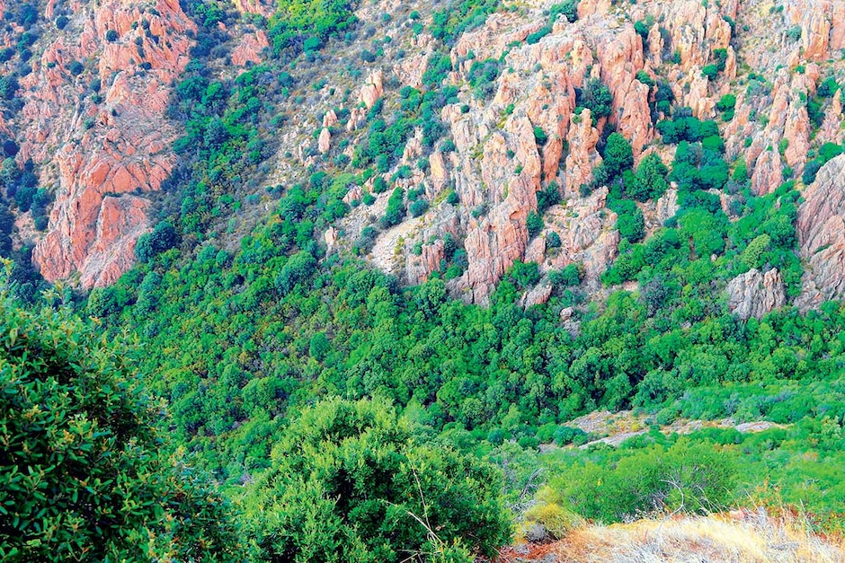 Le maquis du Prunelli