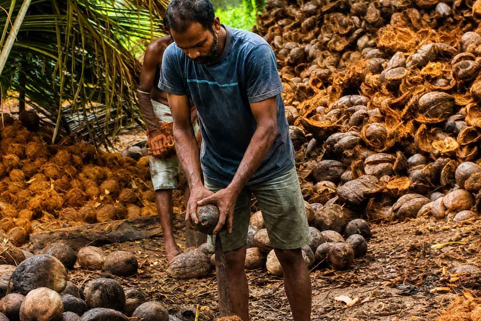 Découverte d'une plantation de cocotiers