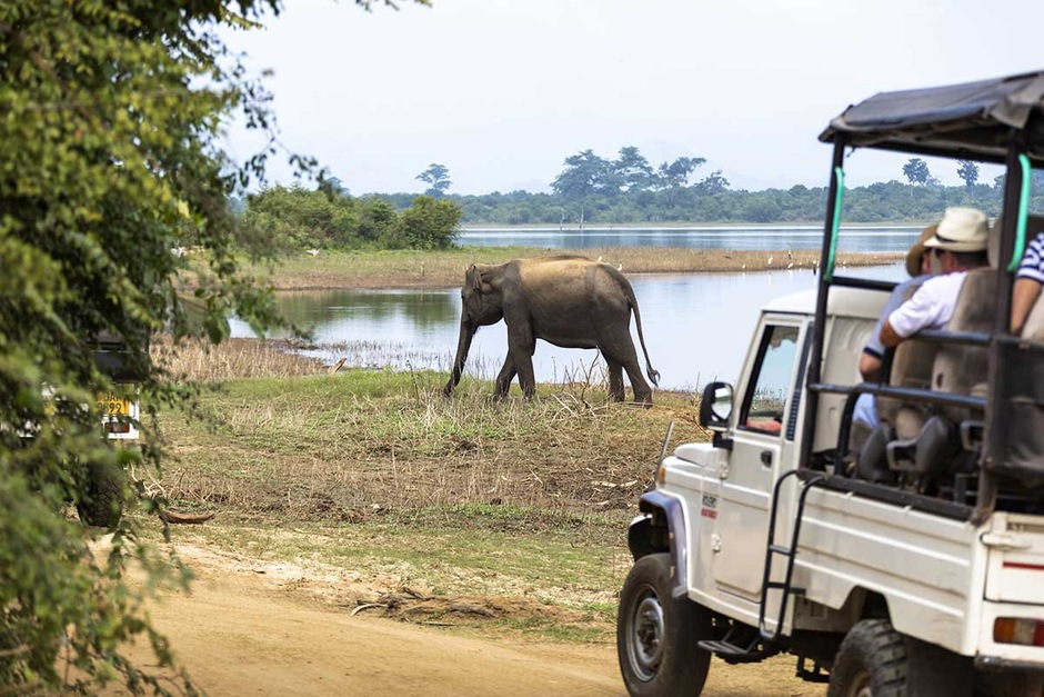 Safari dans le parc national de Udawalawe