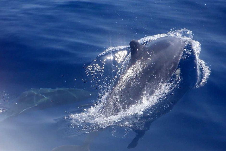Visite de l'Île de Lobos et observation des dauphins