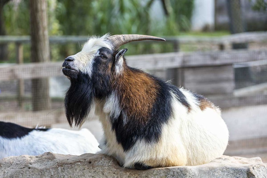 Zoo de Minorque et la plage Son Bou