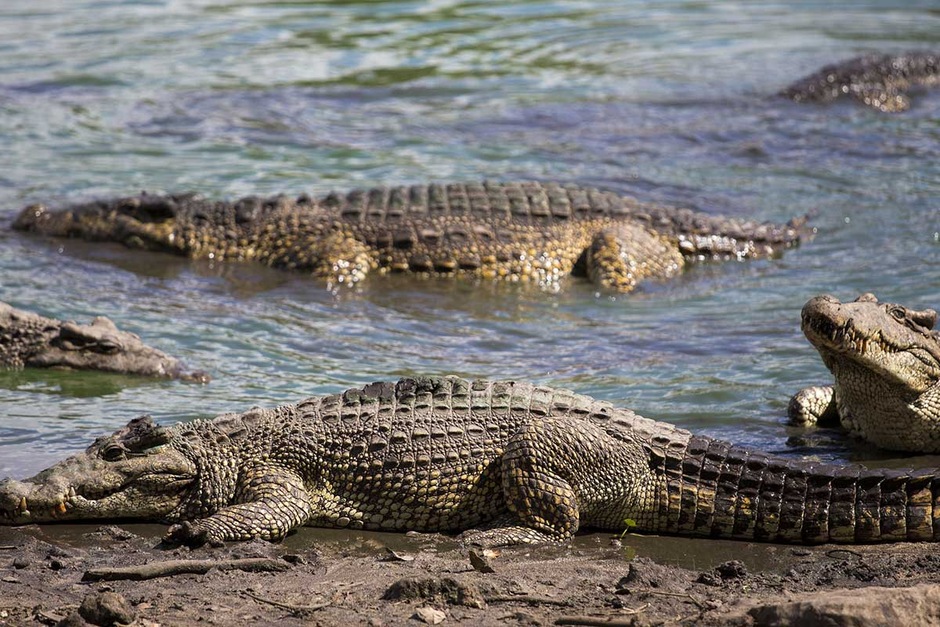 La célèbre baie des Cochons