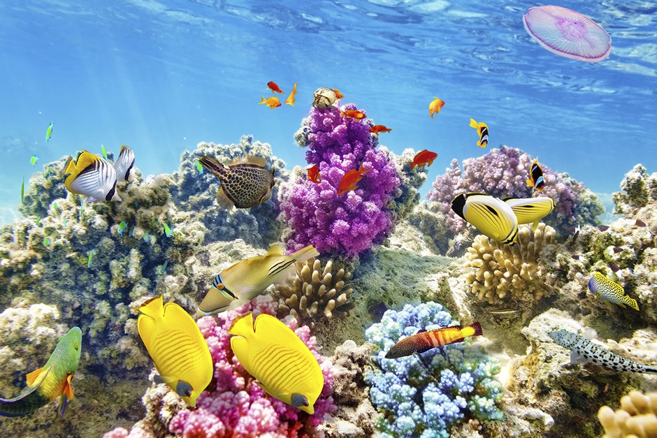 Journée en Mer Rouge et ses îles