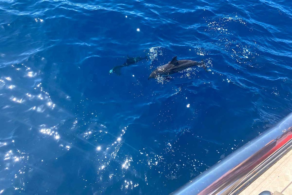 Croisière d’observation des dauphins