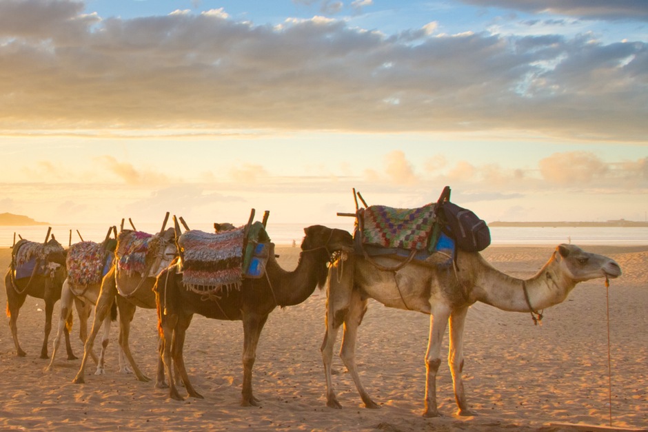 Safari à dos de dromadaire 1h