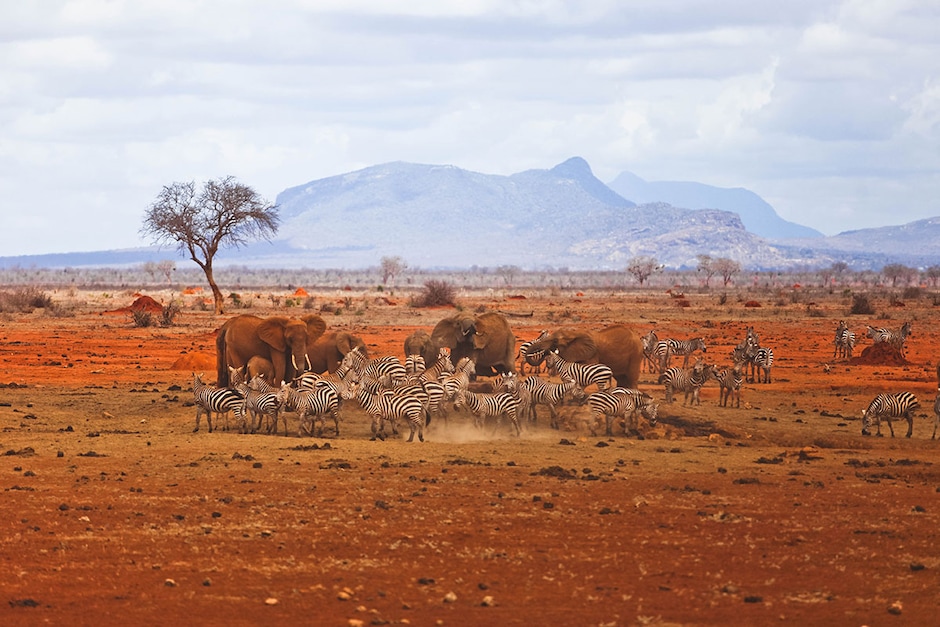 Escapade Safari 1 jour Tsavo East - pack adulte