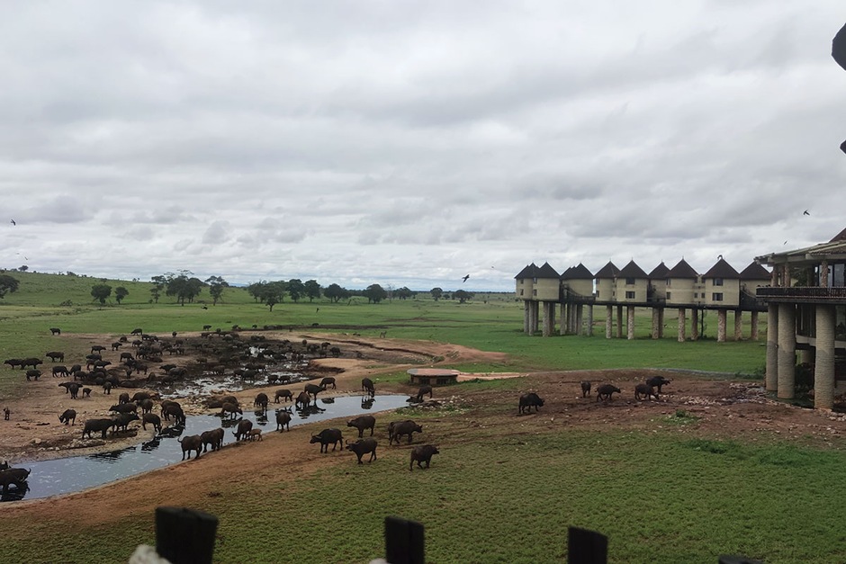 Escapade Safari Saltlick & Ngutuni - pack enfant