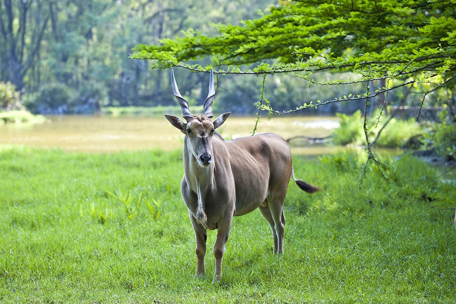 Bombolulu et Haller Park