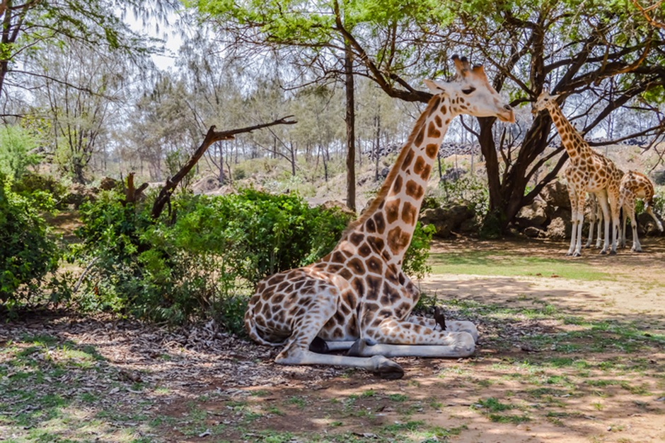 Visite Bombolulu & Sanctuaire de Nguuni