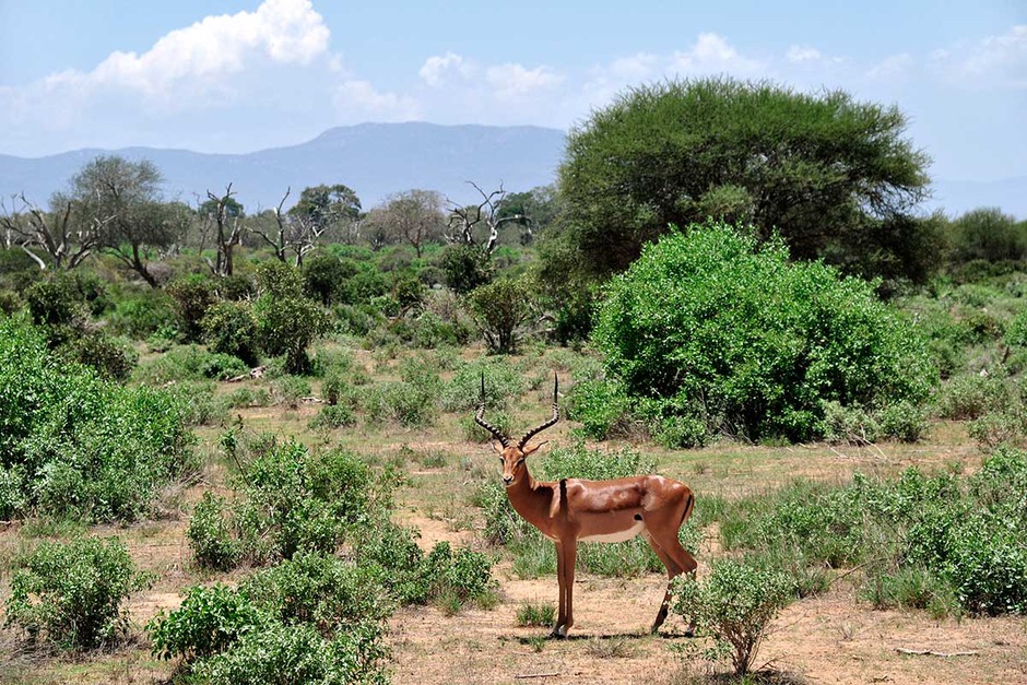 Safari 4 jours/3 nuits Tsavo Est/Amboseli/Salt Lick – Véhicule 4 × 4