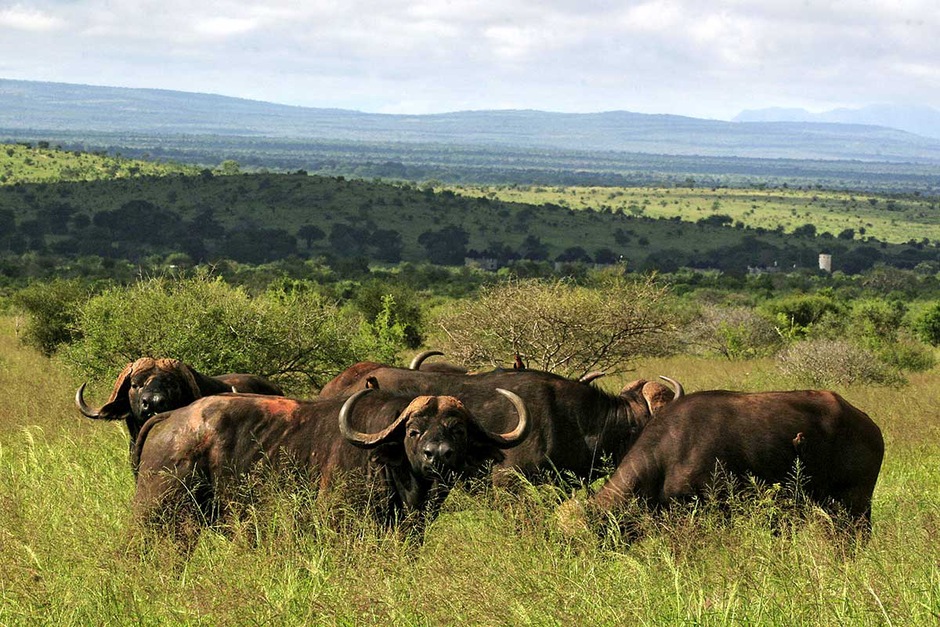 Safari journée Tsavo East – Véhicule 4 × 4