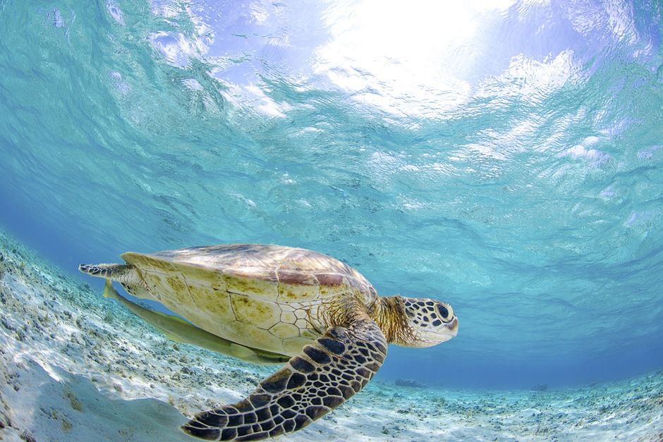 Snorkeling aux Iles Al Dimaniyyat