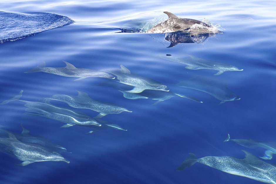 Croisière Dauphins et Baleines