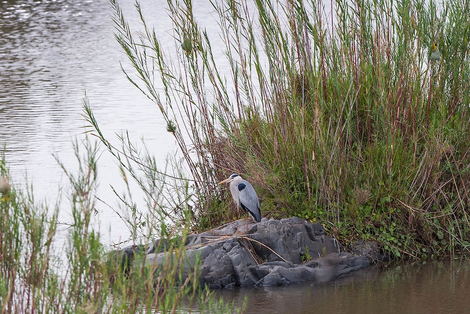 À la découverte de la Mangrove