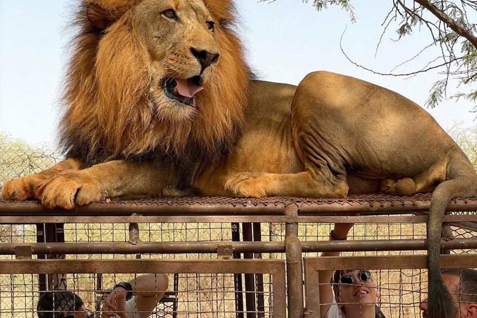 Safari à Bandia et Ranch des Lions