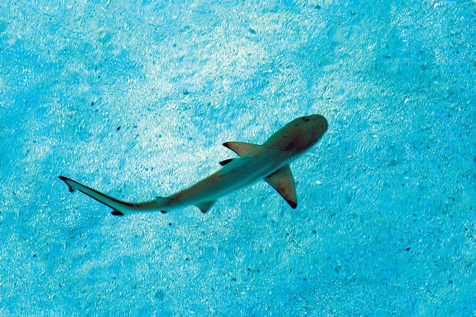 Expérience avec des requins-citrons à Sal