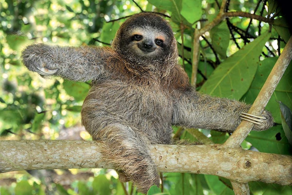 Randonnée à Rio Celeste et visite de la ferme des paresseux