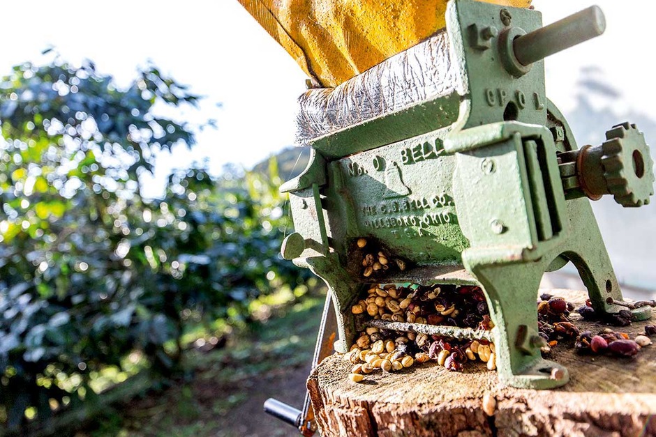 Monteverde : La forêt et plantation de café