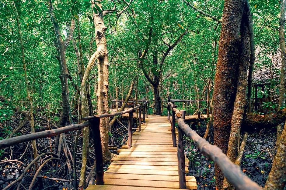 Parc de Jozani et village de Muyuni