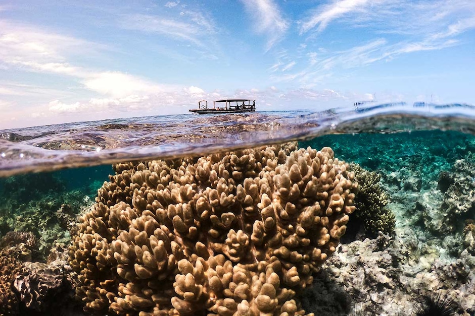 Croisière Safari blue