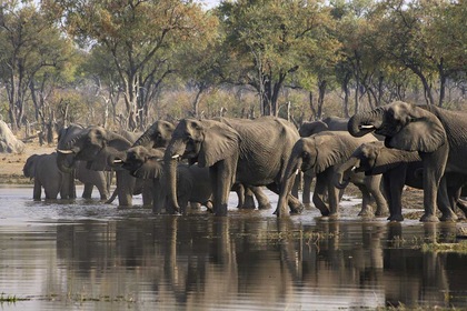 Circuit Inoubliable Botswana - TUI