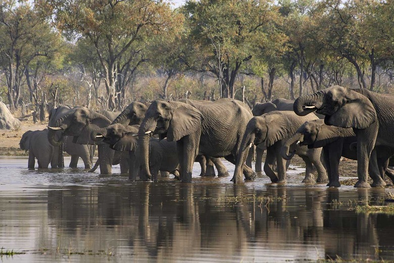 Réserve animalière de Moremi