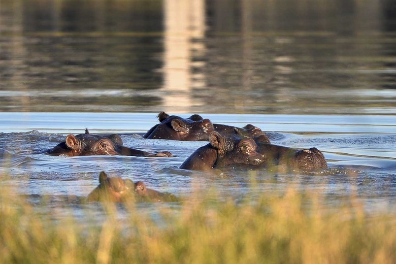 Réserve animalière de Moremi