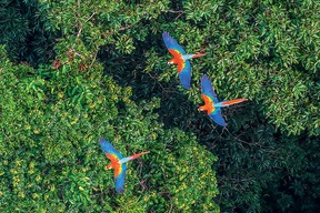 Forêt Amazonienne