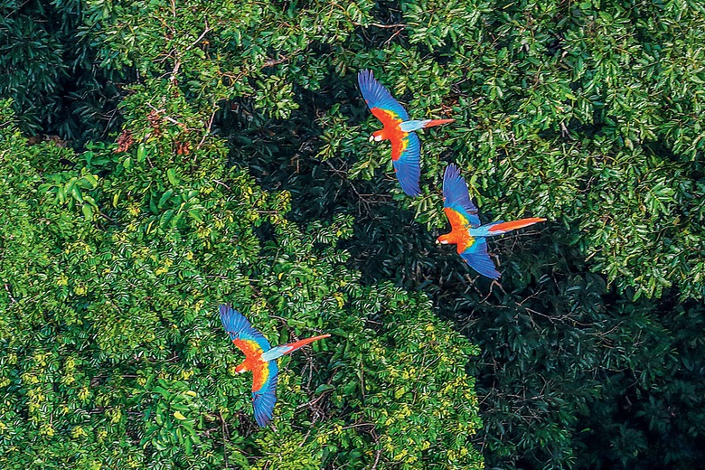 Forêt Amazonienne