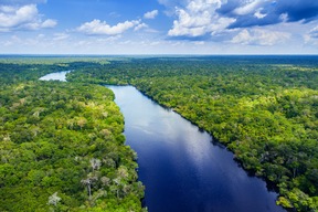 Forêt Amazonienne