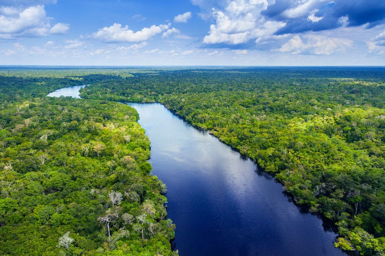 Forêt Amazonienne