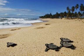 Centre de protection des tortues marines