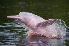 Dauphin rose