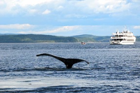 Baleines, Tadoussac