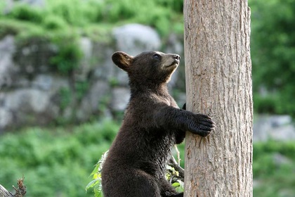 Road Trip Québec & Ontario - TUI
