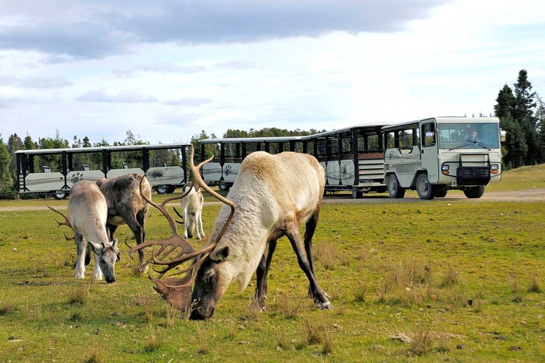 Zoo de St-Félicien