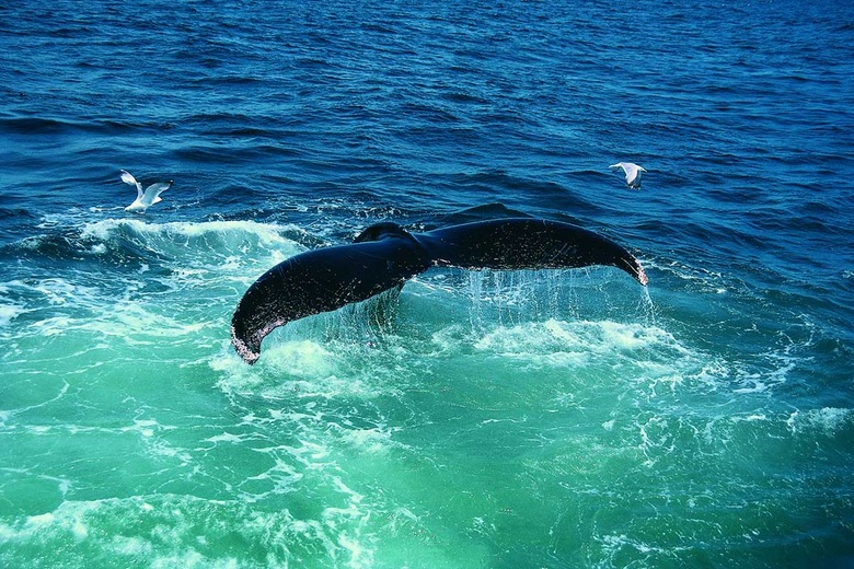 Baleines, Saint-Laurent