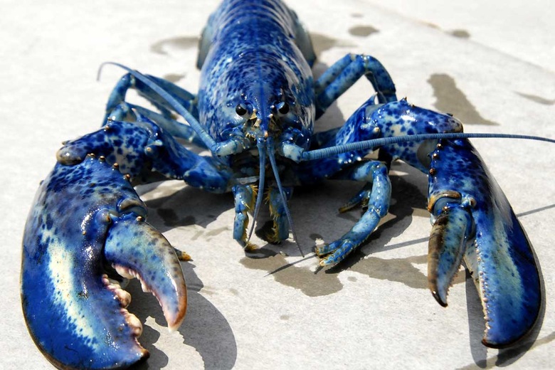 Homard bleu