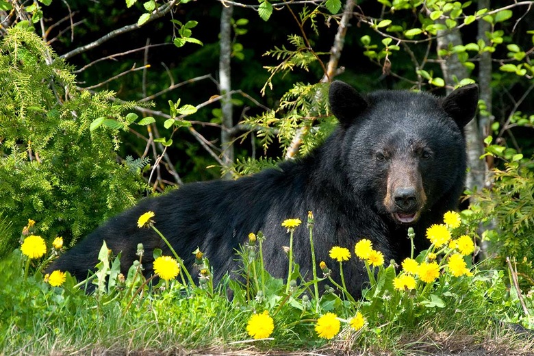 Zoo Saint Félicien