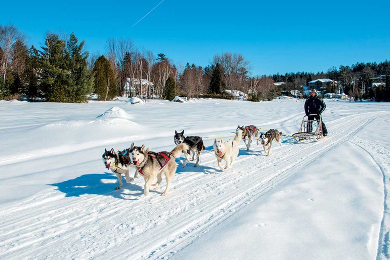 Balade en chiens de traineau