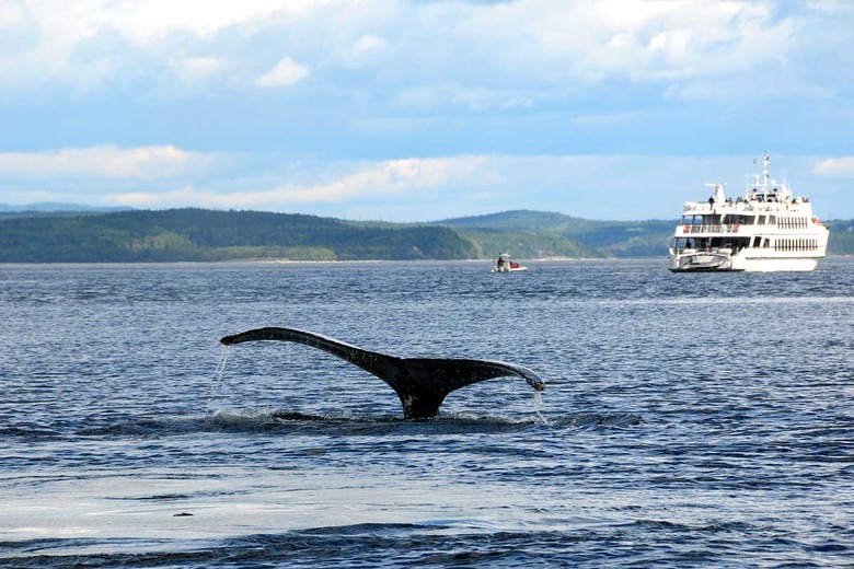 Croisière d'observation des baleines, Tadoussac