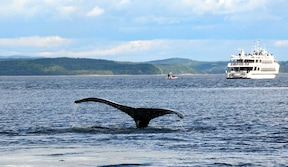 Croisière d'observation des baleines, Tadoussac