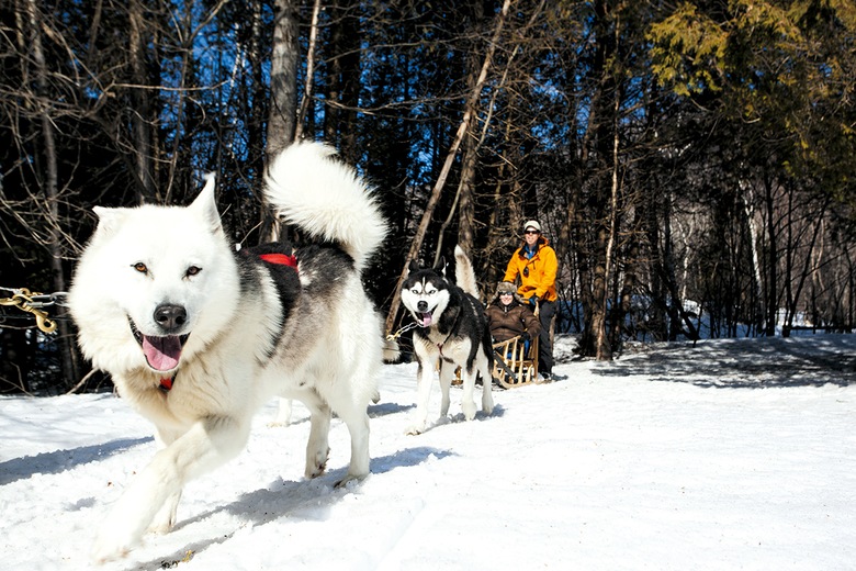Première rencontre avec les huskies