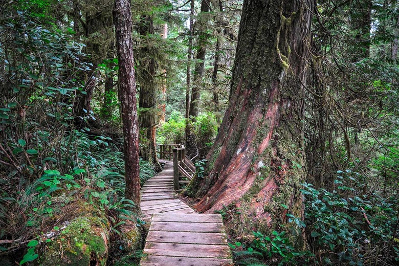 Réserve naturelle de Cathedral Grove